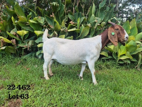 1 X BOER GOAT FLOCK PREGNANT DOE