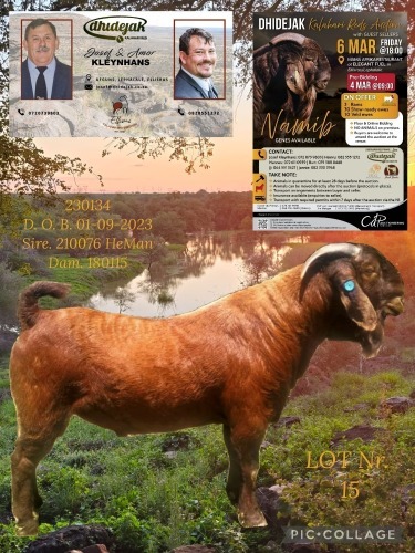 1 X KALAHARI RED STUD BUCK Dhidejak