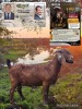 1 X KALAHARI RED STUD BUCK Dhidejak