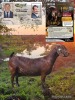 1 X KALAHARI RED STUD BUCK Dhidejak