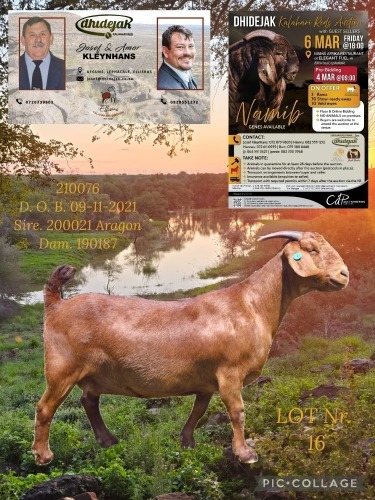 1 X KALAHARI RED STUD BUCK Dhidejak