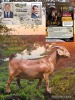 1 X KALAHARI RED STUD BUCK Dhidejak