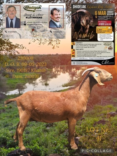 1 X KALAHARI RED FLOCK PREGNANT DOE Dhidejak