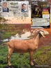 1 X KALAHARI RED FLOCK PREGNANT DOE Dhidejak