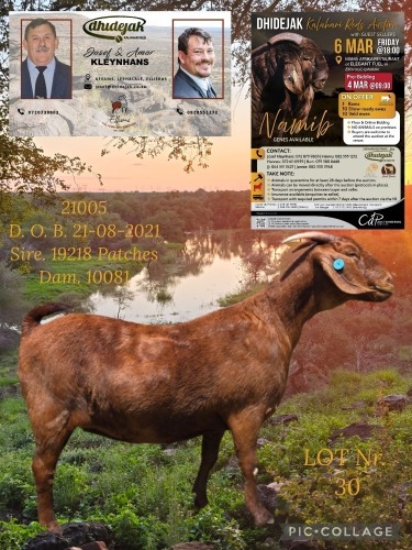 1 X KALAHARI RED STUD PREGNANT DOE Dhidejak