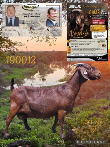 1 X KALAHARI RED STUD PREGNANT DOE Dhidejak