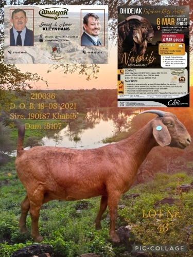 1 X KALAHARI RED FLOCK PREGNANT DOE Dhidejak