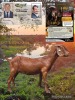 1 X KALAHARI RED FLOCK PREGNANT DOE Dhidejak