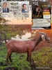 1 X KALAHARI RED FLOCK PREGNANT DOE Dhidejak