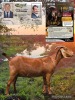 1 X KALAHARI RED STUD PREGNANT DOE Dhidejak