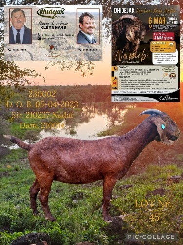 1 X KALAHARI RED STUD PREGNANT DOE Dhidejak