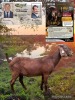 1 X KALAHARI RED FLOCK PREGNANT DOE Dhidejak