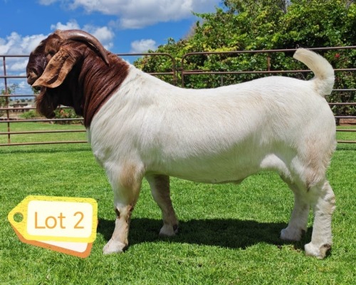 1 X BOER GOAT STUD BUCK AWA BURGER