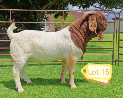 1 X BOER GOAT FLOCK BUCK AWA BURGER