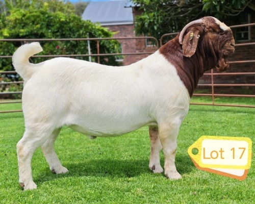 1 X BOER GOAT FLOCK BUCK Lukas Burger