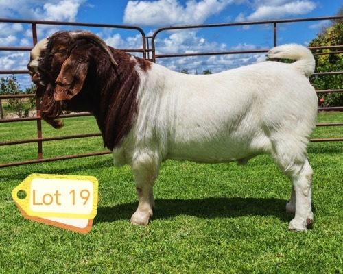 1 X BOER GOAT STUD BUCK AWA BURGER