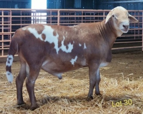 LOT 30 1X MEATMASTER RAM THERONJE MEATMASTERS