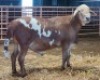 LOT 30 1X MEATMASTER RAM THERONJE MEATMASTERS