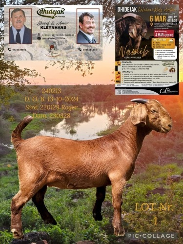 1 X KALAHARI RED STUD DOE Dhidejak