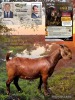 1 X KALAHARI RED STUD DOE Dhidejak