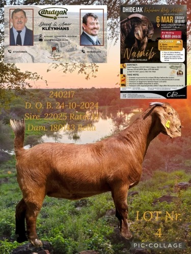 1 X KALAHARI RED STUD DOE Dhidejak