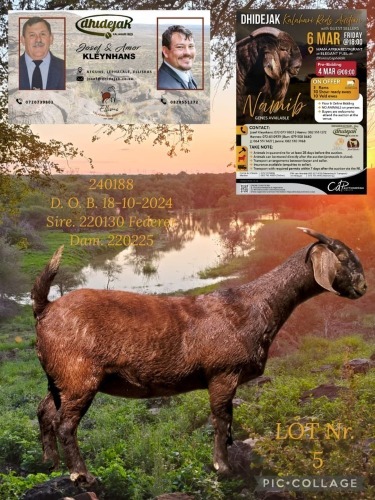 1 X KALAHARI RED STUD DOE Dhidejak