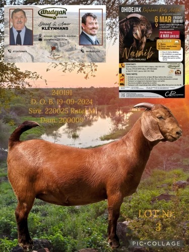 1 X KALAHARI RED STUD PREGNANT DOE Dhidejak