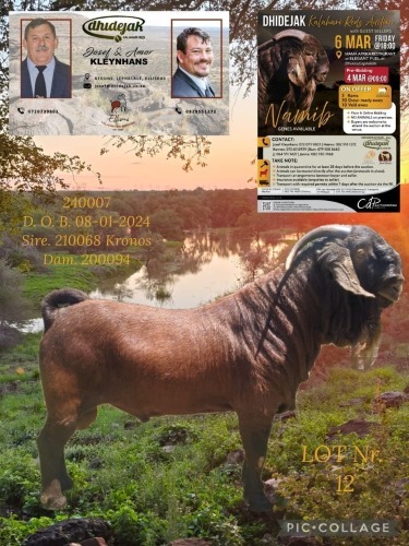 1 X KALAHARI RED STUD BUCK Dhidejak
