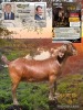 1 X KALAHARI RED STUD DOE Dhidejak