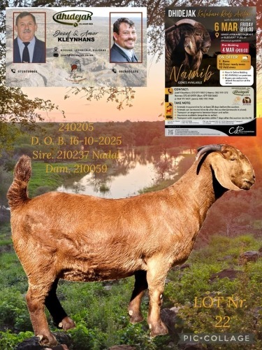 1 X KALAHARI RED STUD DOE Dhidejak