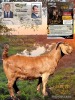 1 X KALAHARI RED STUD DOE Dhidejak