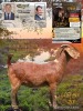 1 X KALAHARI RED STUD DOE Dhidejak