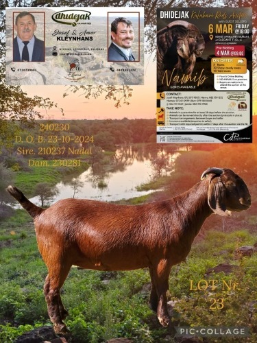 1 X KALAHARI RED STUD DOE Dhidejak