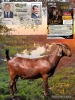 1 X KALAHARI RED STUD DOE Dhidejak