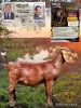 1 X KALAHARI RED STUD DOE Dhidejak