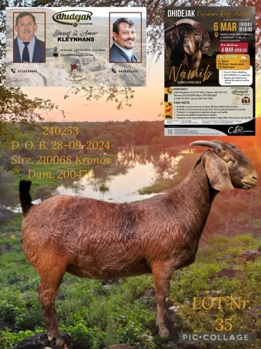 1 X KALAHARI RED STUD PREGNANT DOE Dhidejak