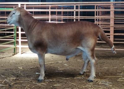 LOT 31 1X MEATMASTER RAM THERONJE MEATMASTERS