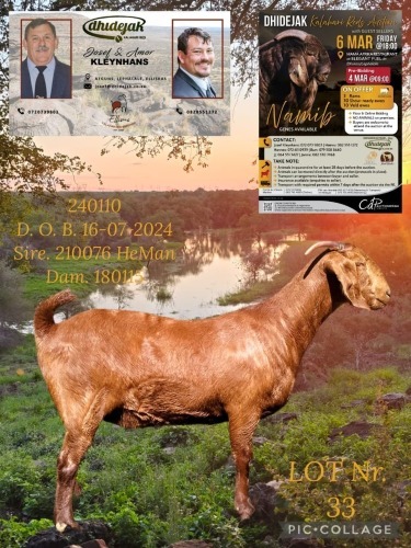 1 X KALAHARI RED FLOCK ON BUILD DOE Dhidejak
