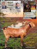 1 X KALAHARI RED FLOCK ON BUILD DOE Dhidejak