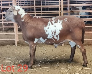 LOT 29 1X MEATMASTER RAM THERONJE MEATMASTERS