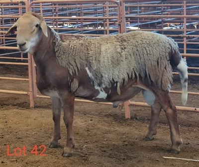 LOT 42 1X MEATMASTER RAM THERONJE MEATMASTERS