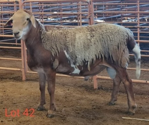 LOT 42 1X MEATMASTER RAM THERONJE MEATMASTERS