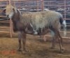 LOT 42 1X MEATMASTER RAM THERONJE MEATMASTERS
