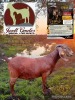 1 X KALAHARI RED STUD DOE Jazet