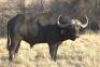 1 x Bul/Bull - 2