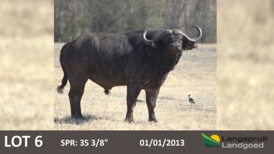 1 x Bul/Bull