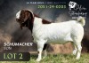 1 X BOER GOAT FLOCK ON COLOUR BUCK Alvin Steenkamp Boer Goat Stud