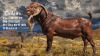 1 X KALAHARI RED STUD BUCK Van Staden Kalahari Red Stud