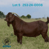 1 X KALAHARI RED FLOCK BUCK Ronwil Reds