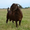 1 X KALAHARI RED FLOCK BUCK Ronwil Reds - 2